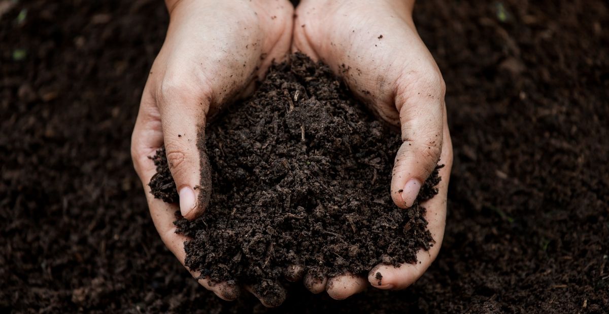 Screened topsoil in hands